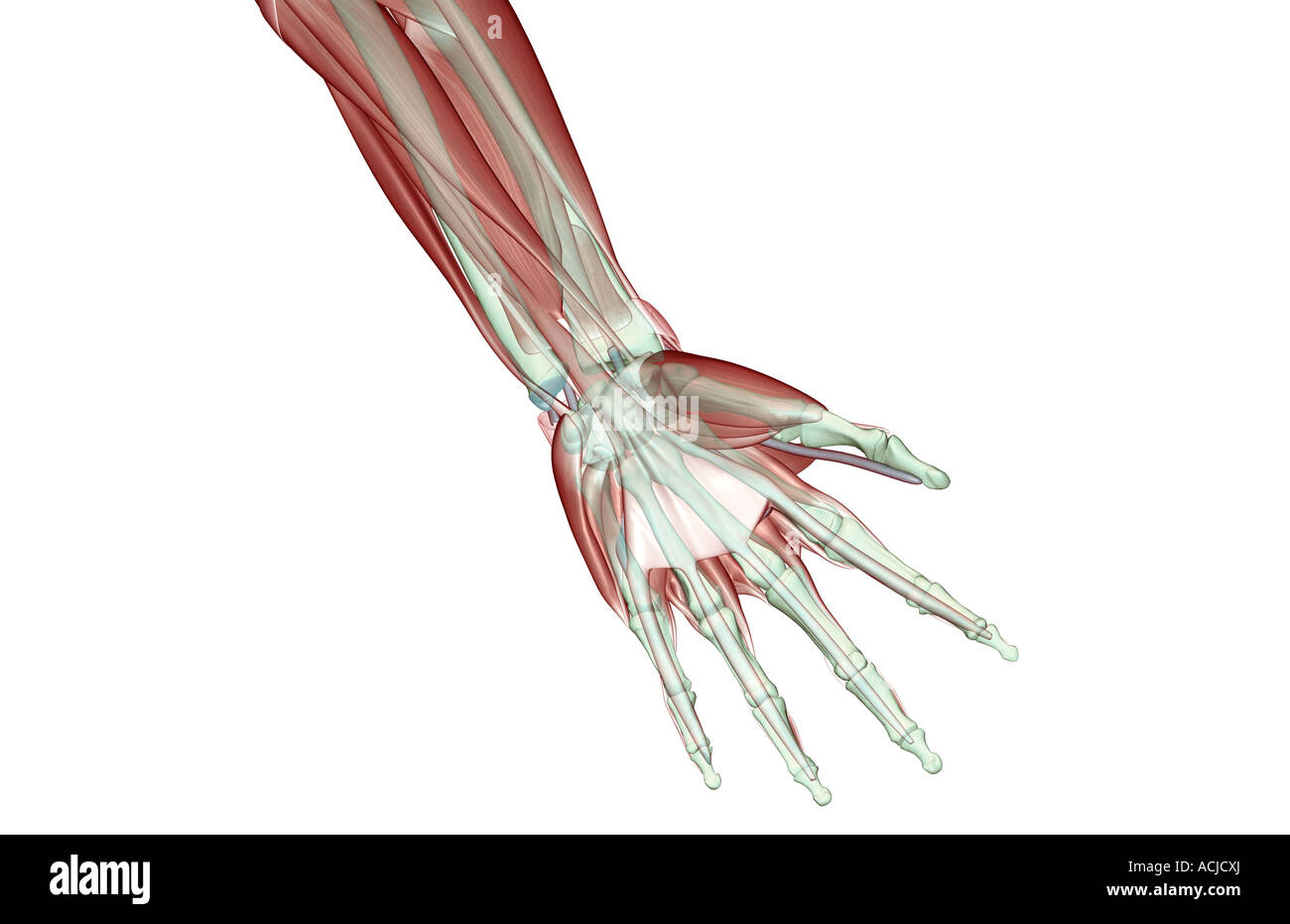 Skelett hand palmar -Fotos und -Bildmaterial in hoher Auflösung – Alamy