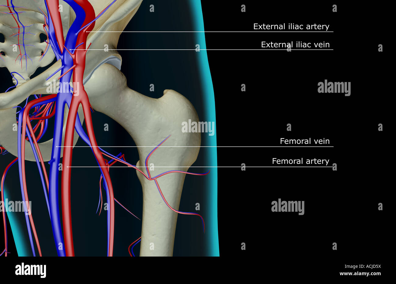 Das Blut-Versorgungsmaterial von der Hüfte Stockfoto