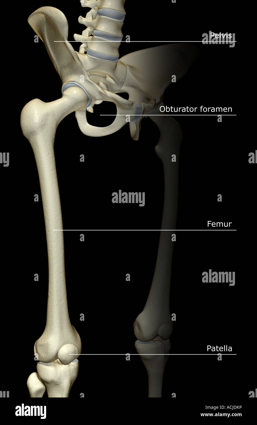 Die Knochen der unteren Extremität Stockfotografie - Alamy