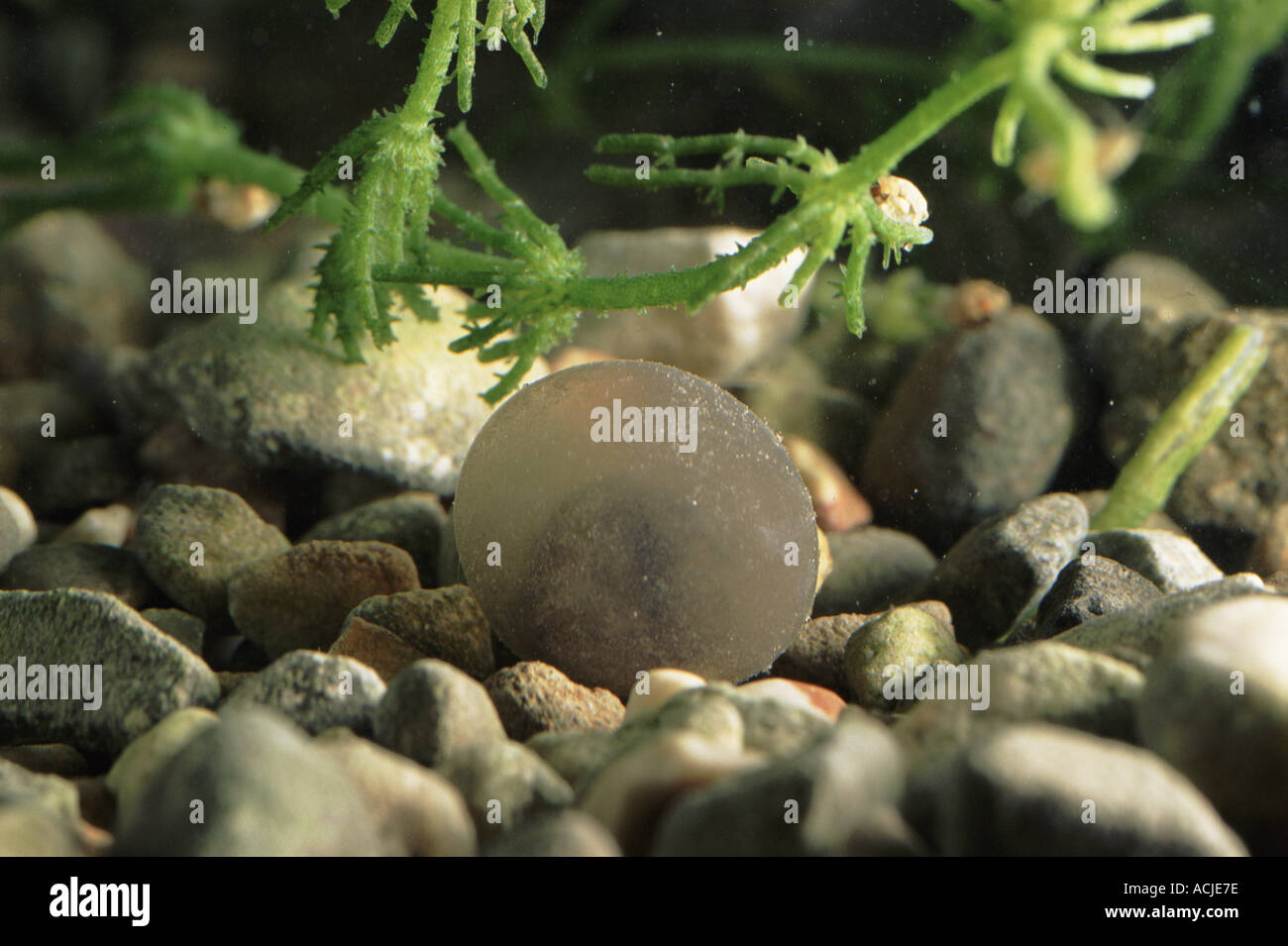 Salamander Egg Stockfotos & Salamander Egg Bilder Alamy