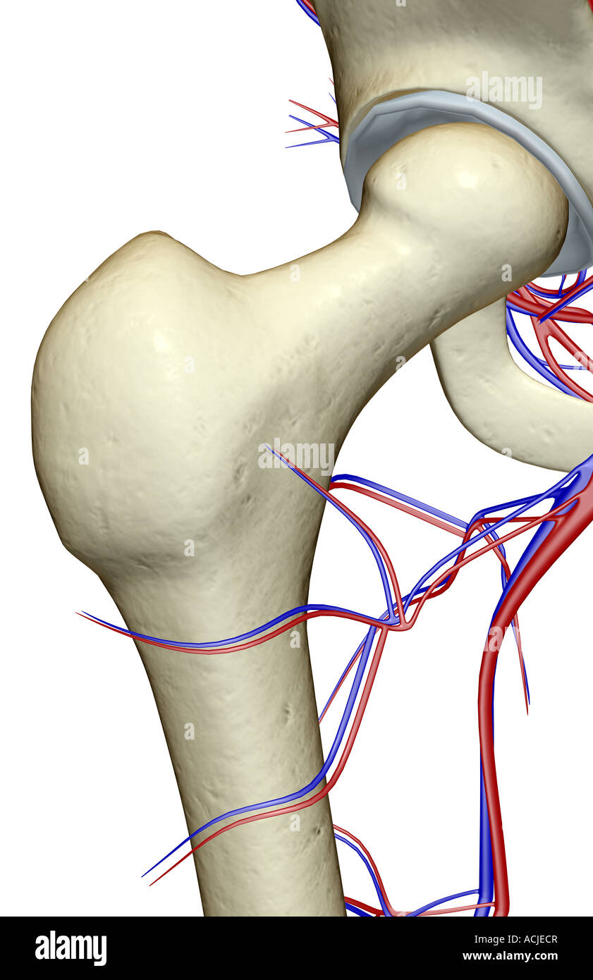 Das Blut-Versorgungsmaterial von der Hüfte Stockfoto
