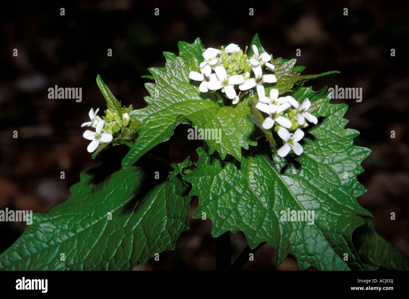 Knoblauch Senf (Alliaria Officinalis), River Bend, Great Falls, Virginia Stockfoto