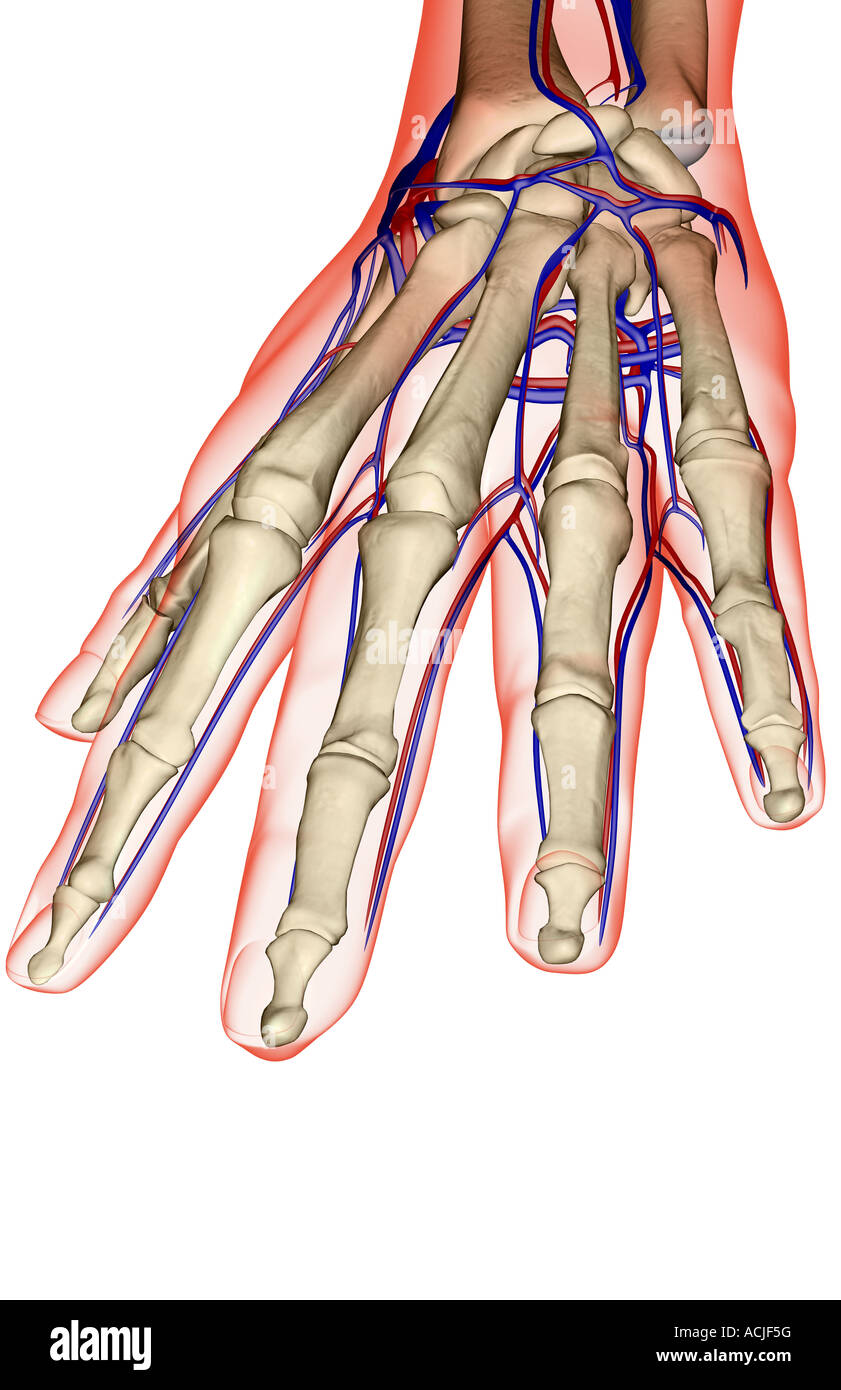 Die Blutversorgung der hand Stockfoto