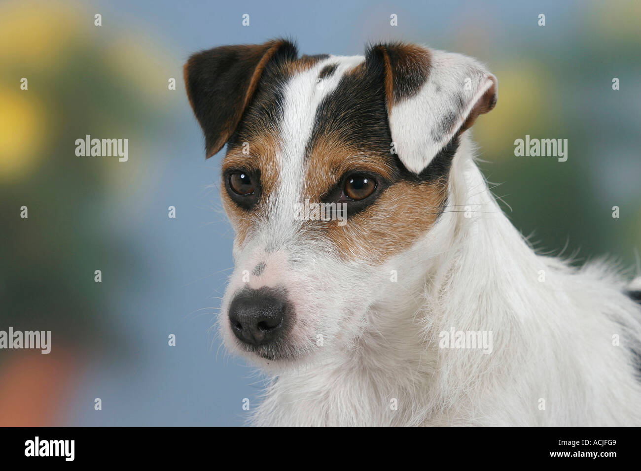 Jack Russell Terrier Stockfoto