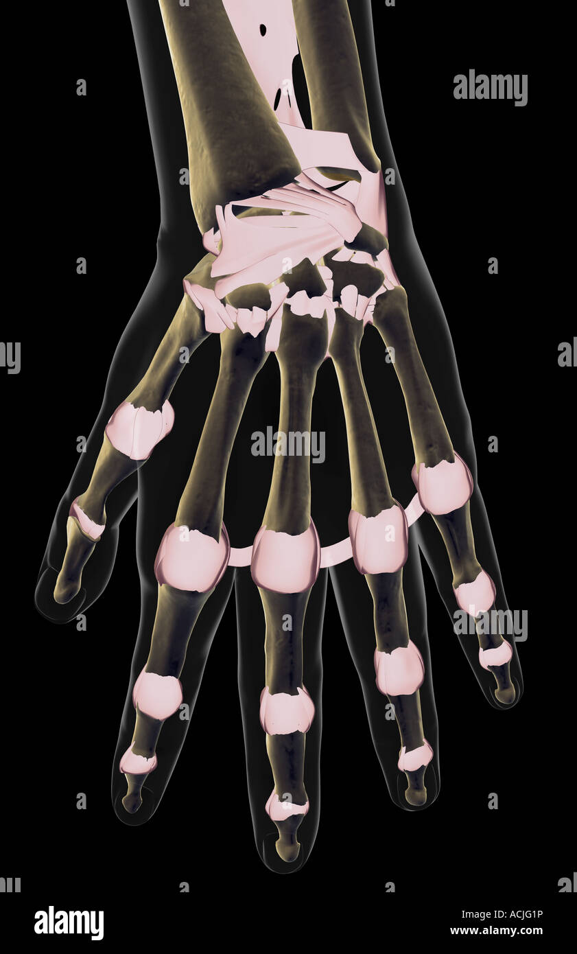 Die Bänder der hand Stockfoto Die Bänder der hand Stockfoto