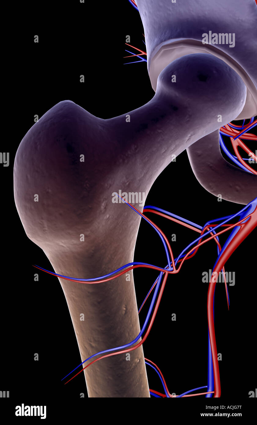 Das Blut-Versorgungsmaterial von der Hüfte Stockfoto