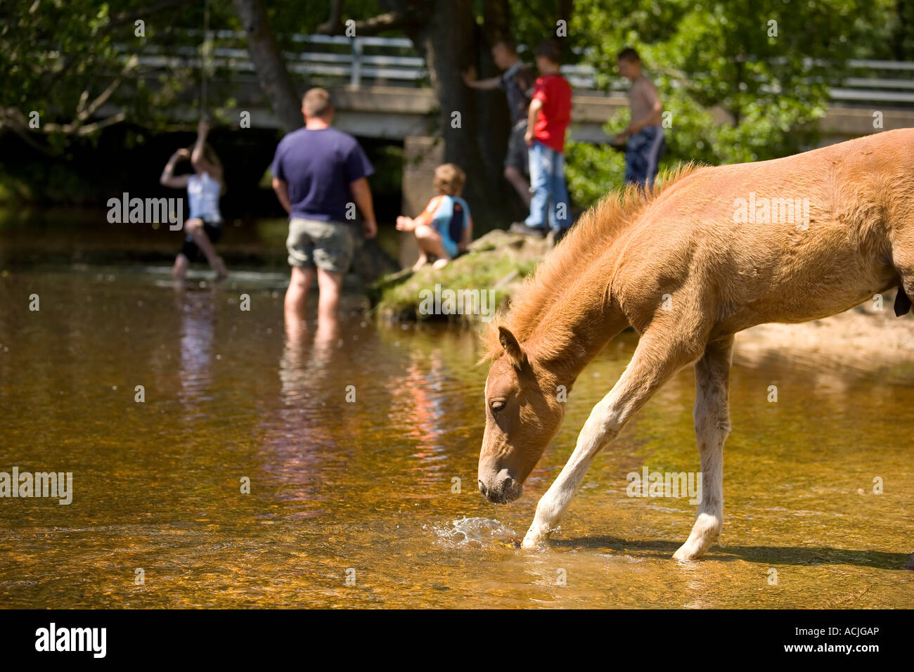 New Forest Pony Fohlen trinken aus den Highland Wasserstrahl Balmer Rasen Brockenhurst New Forest Stockfoto