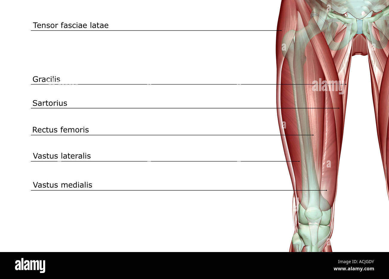 Die Musculoskeleton des Oberschenkels Stockfoto