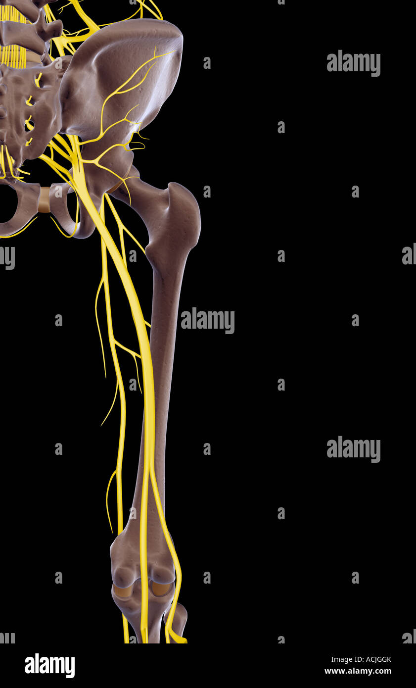 Die Nerven der Hüfte und unteren Extremität Stockfoto