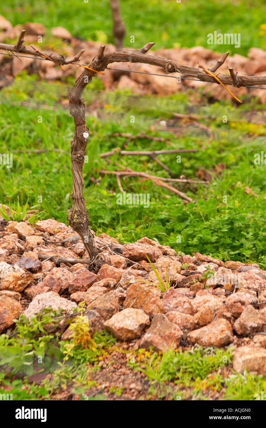 Das Weingut mit Tannat in 2002 mit Klon 717 und Reben gepflanzt in Cordon Royat die Steinen speziell gestellt wurden ausgebildet Stockfoto