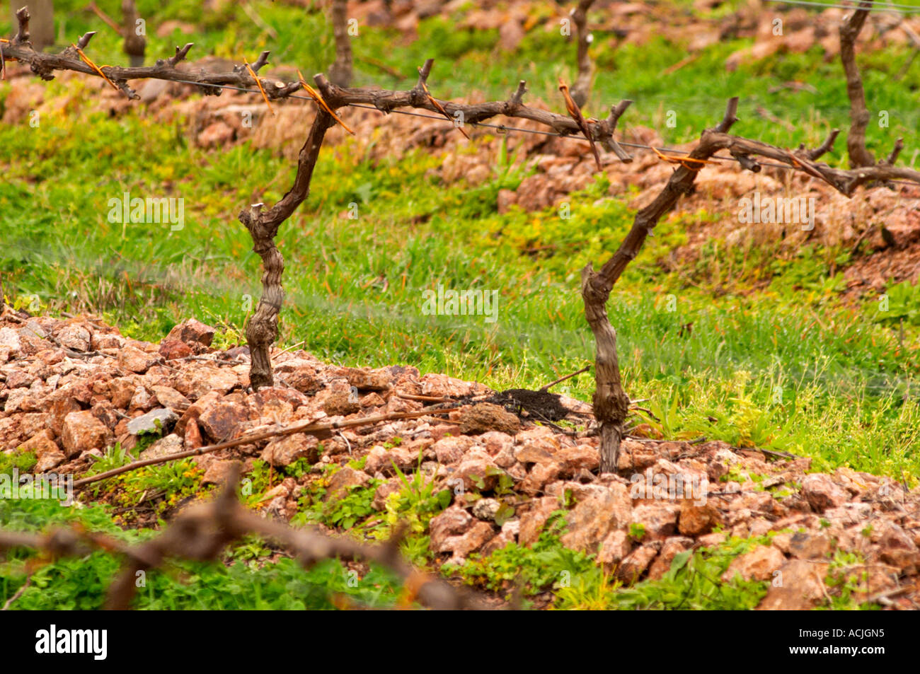 Das Weingut mit Tannat in 2002 mit Klon 717 und Reben gepflanzt in Cordon Royat die Steinen speziell gestellt wurden ausgebildet Stockfoto