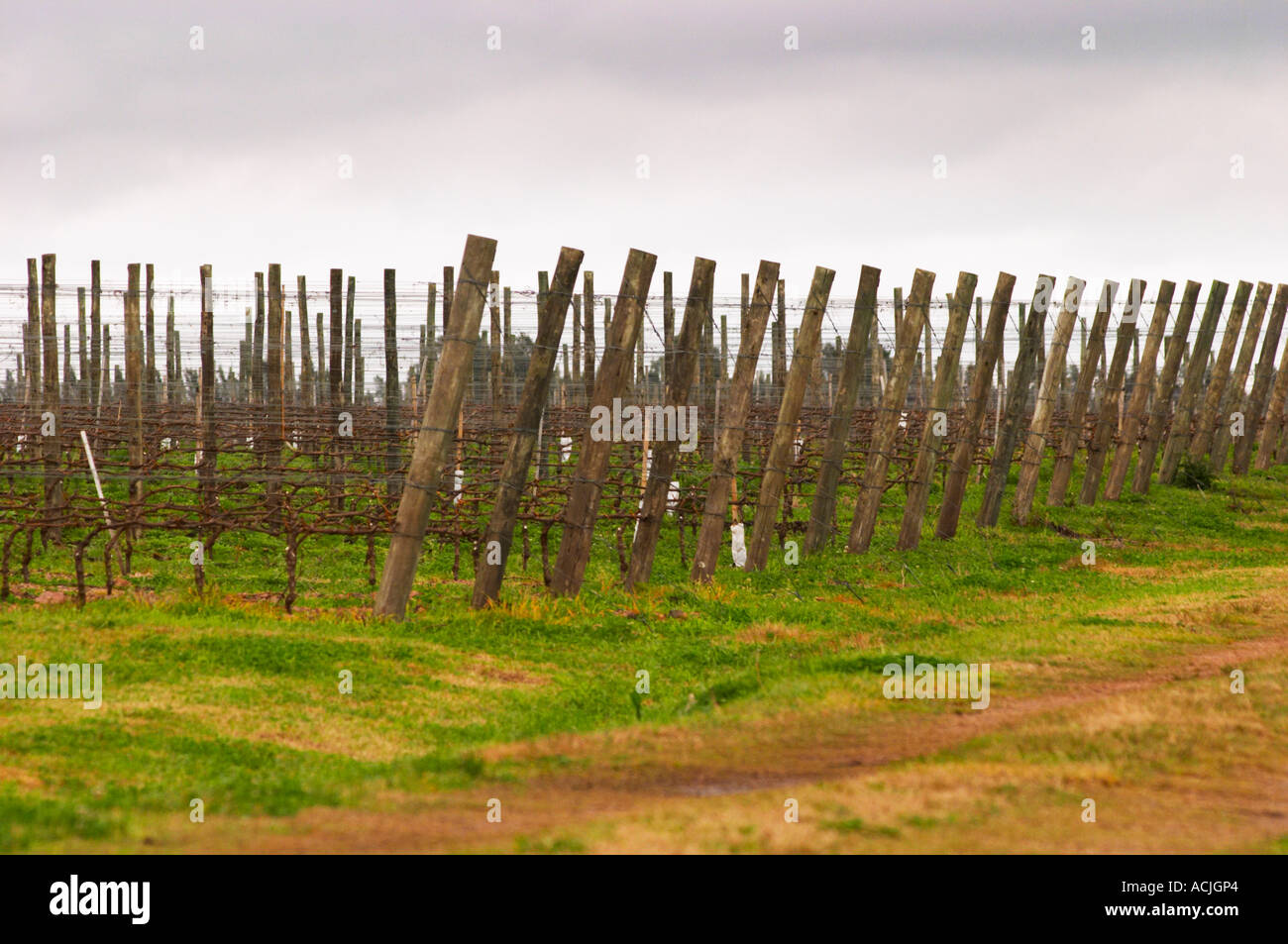 Das Weingut mit Tannat in 2002 mit Klon 717 und Reben gepflanzt ausgebildet in Kordon Royat Bodega Bouza Weingut, Canelones, Montevideo, Uruguay, Südamerika Stockfoto