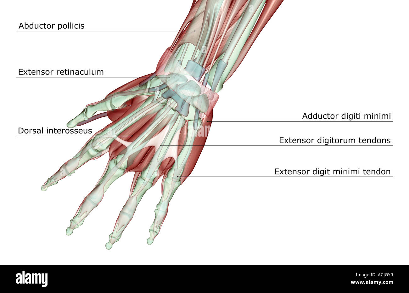 Strecksehnen der fingerstrecksehnen -Fotos und -Bildmaterial in hoher ...