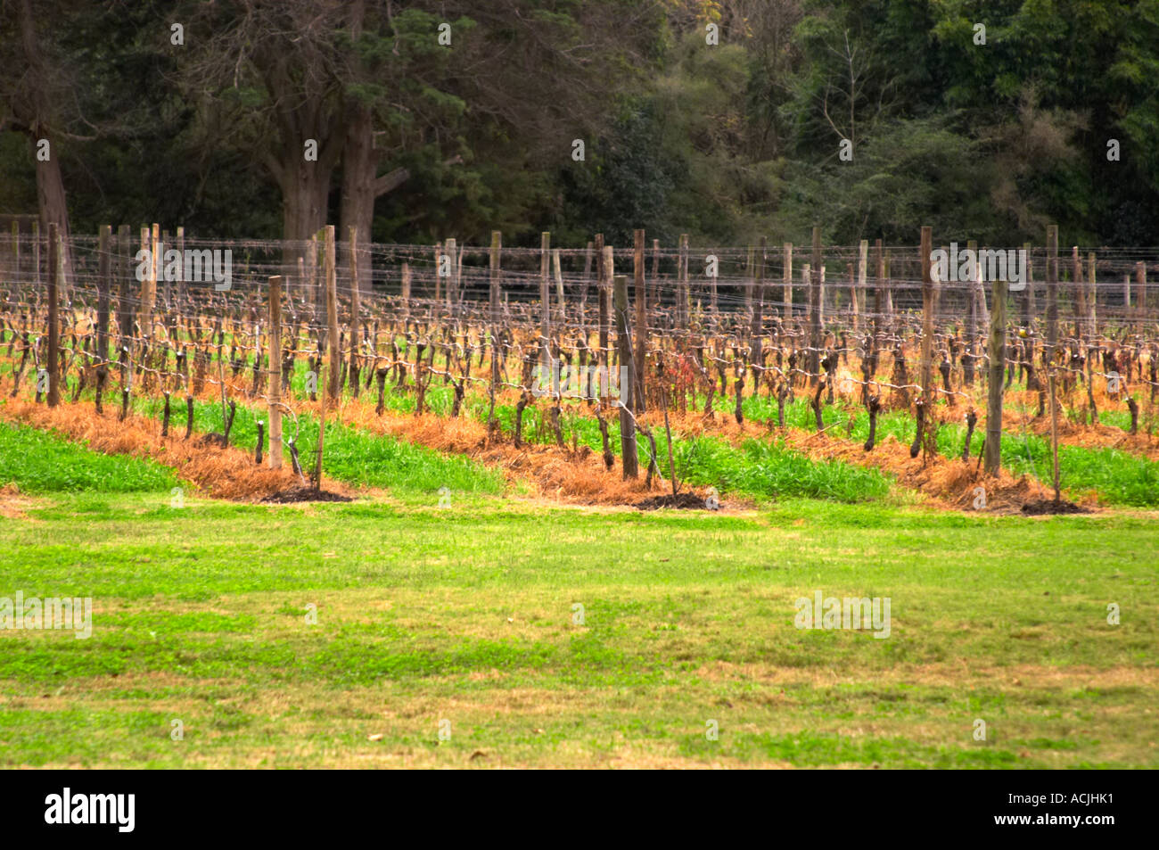 Das Weingut mit Weinbergen in Guyot einfach auf Metalldrähte ausgebildet. Bodega Vinos Finos H Stagnari Weingut, La Puebla, La Paz, Canelones, Montevideo, Uruguay, Südamerika Stockfoto
