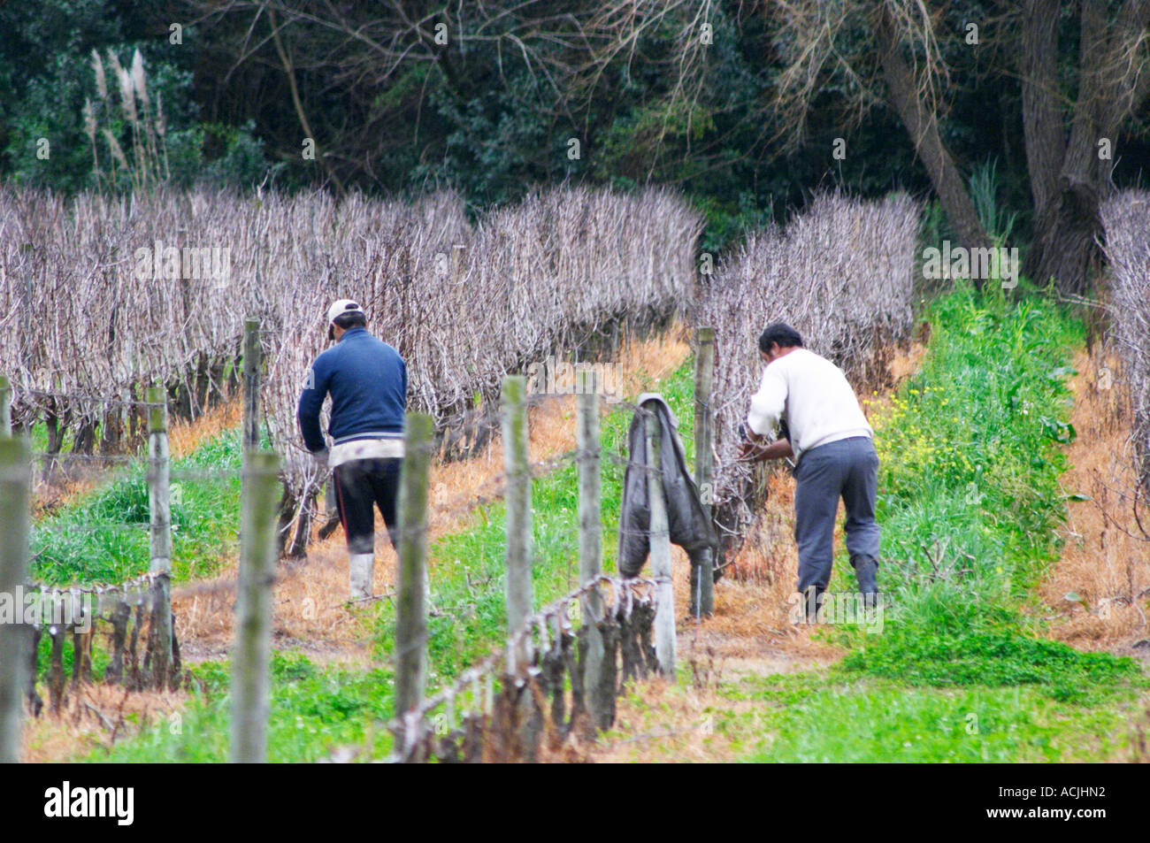 Blick über die Weinberge mit Weinbauern beschneiden. Reben im Vordergrund haben bereits beschnitten. Bodega Vinos Finos H Stagnari Weingut, La Puebla, La Paz, Canelones, Montevideo, Uruguay, Südamerika Stockfoto