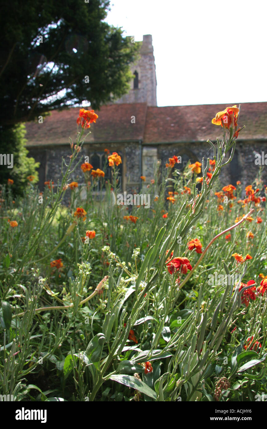 Blumen in Kirchhof Stockfoto
