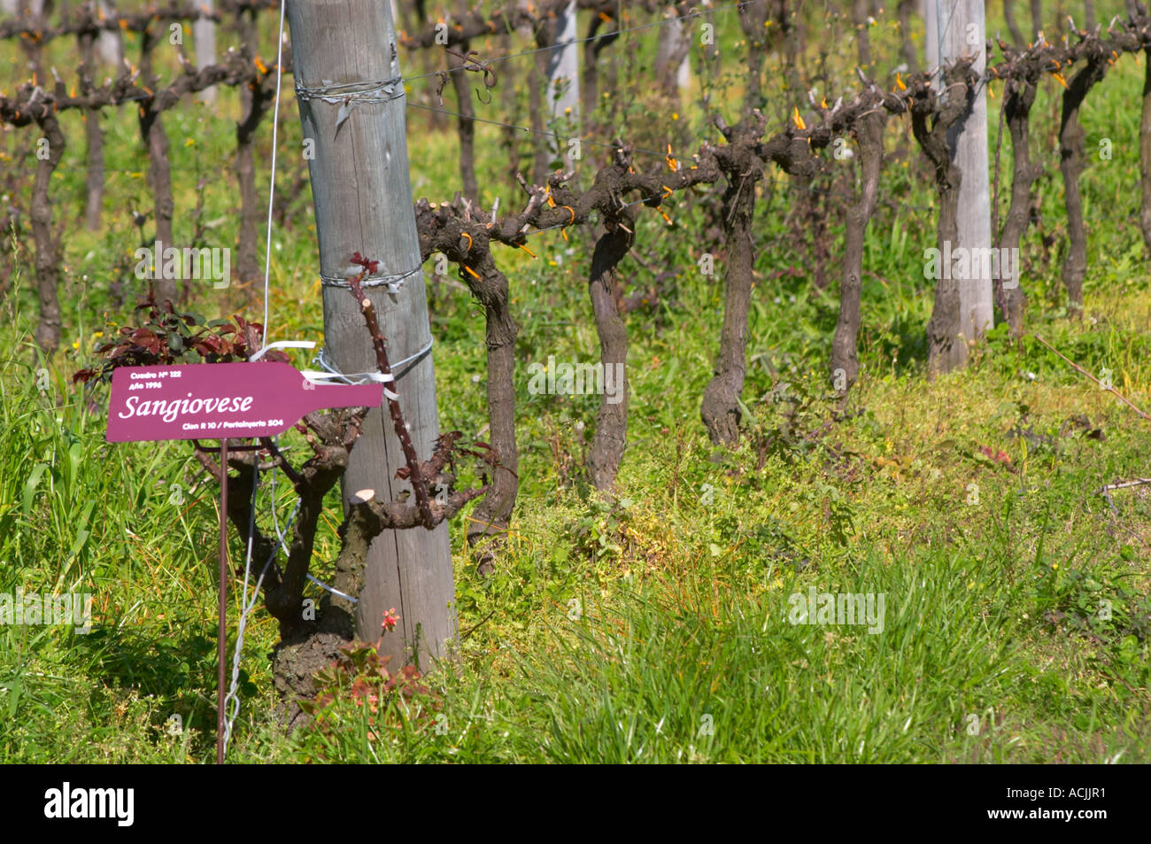 Reben für den Winter in Cordon Royat und ein Schild mit der Aufschrift, dass es Sangiovese-Trauben ist beschnitten. Bodega Pisano Weingut, Progreso, Uruguay, Südamerika Stockfoto