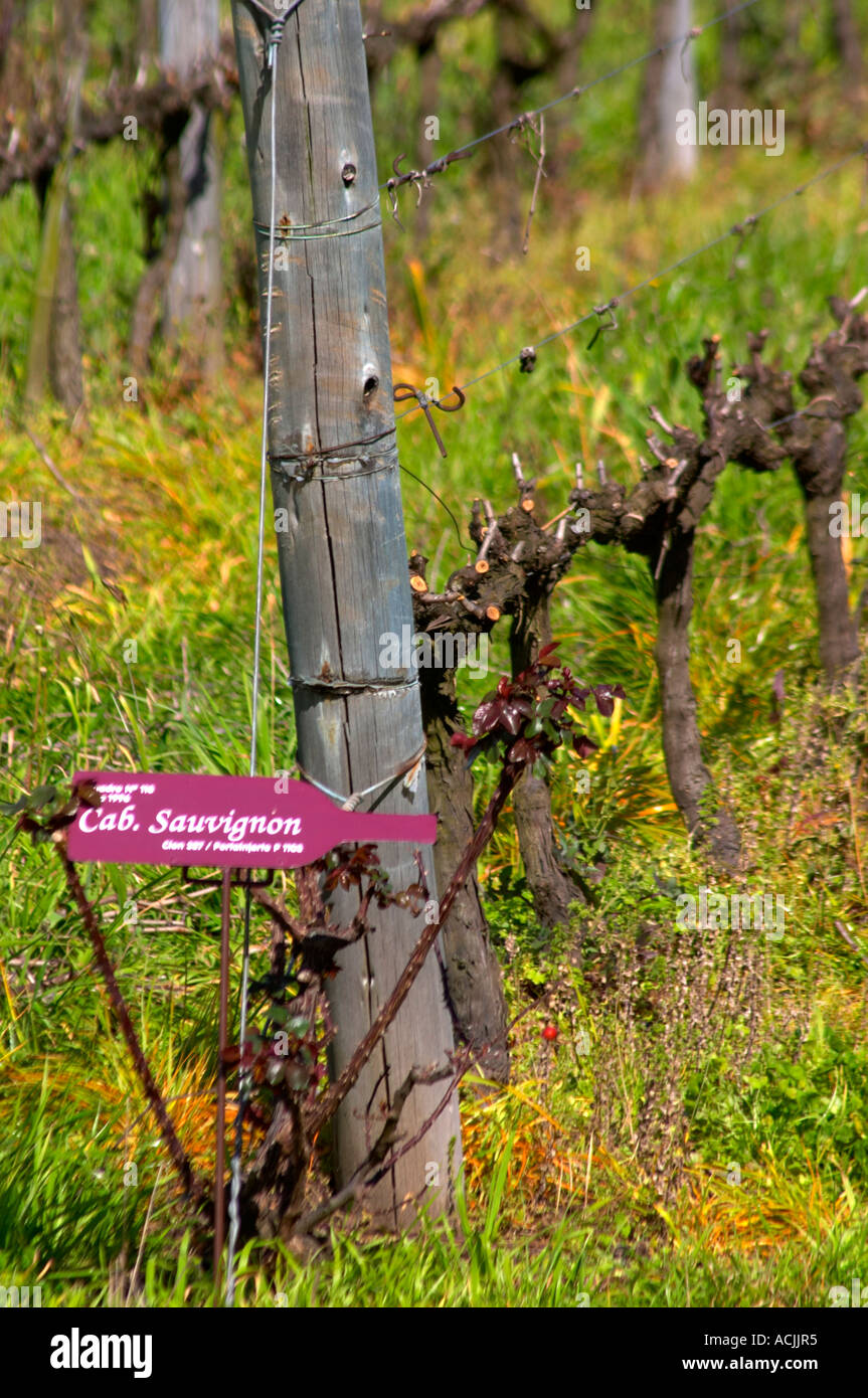 Reben für den Winter in Cordon Royat und ein Schild mit der Aufschrift, dass es Cabernet Sauvignon-Trauben ist beschnitten. Bodega Pisano Weingut, Progreso, Uruguay, Südamerika Stockfoto