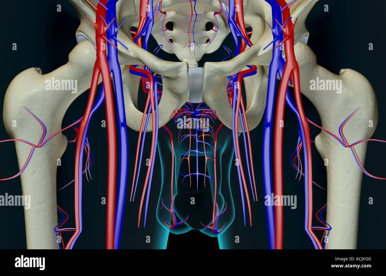 Das Blut-Versorgungsmaterial des Beckens Stockfoto