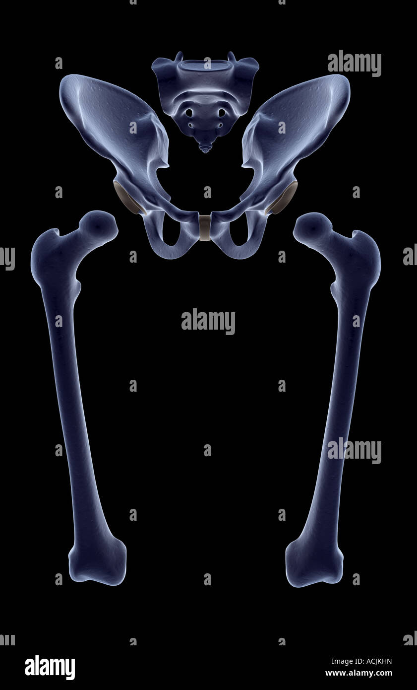 Knochen Der Unteren Extremitäten Die Knochen der unteren Extremität Stockfotografie - Alamy