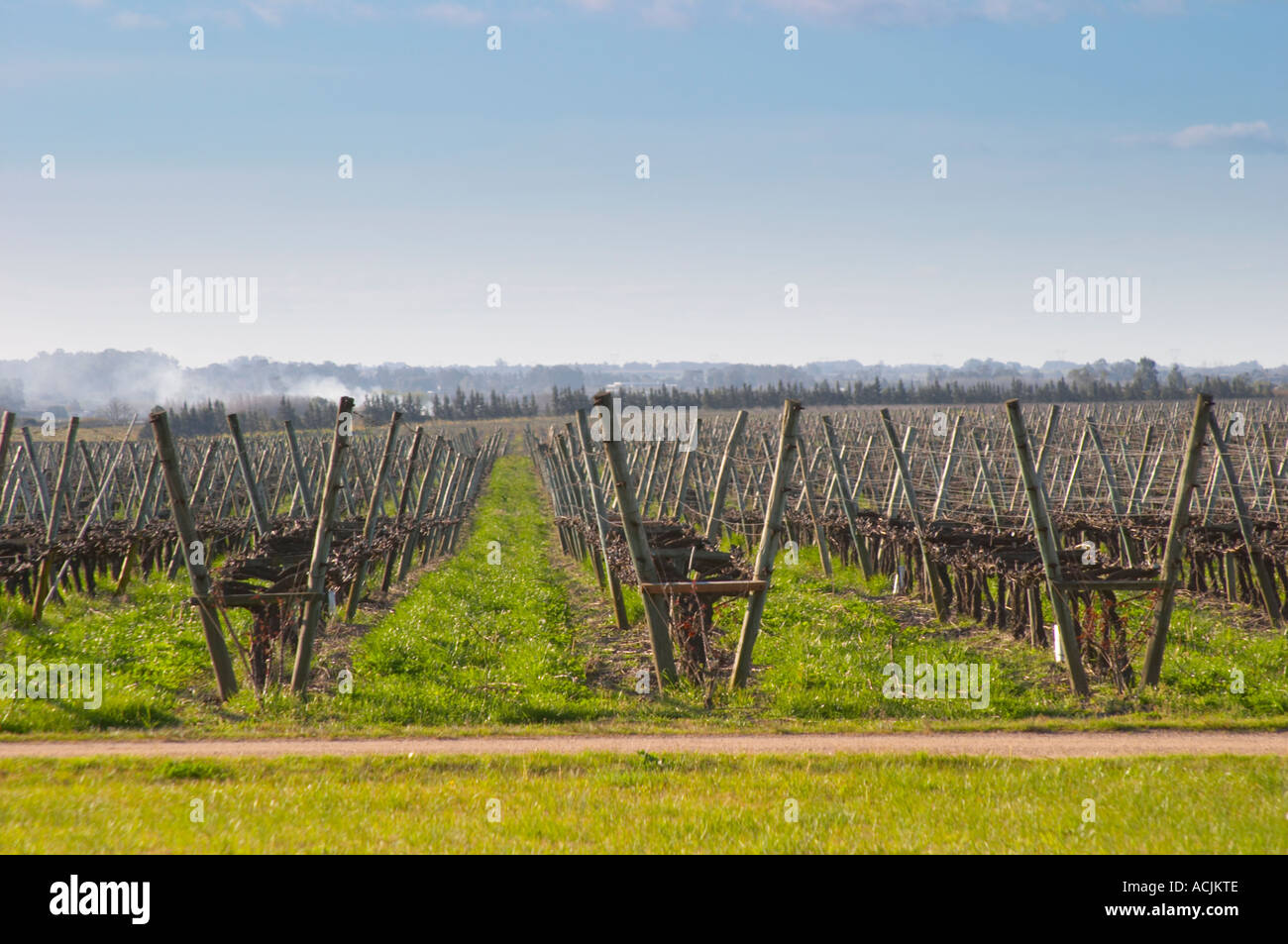 Ein Blick über die Weinberge mit Reben in Lyra-Mode mit zwei tragenden Holzpfosten und Metalldrähten ausgebildet. Bodega Juanico Familia Deicas Winery, Juanico, Canelones, Uruguay, Südamerika Stockfoto