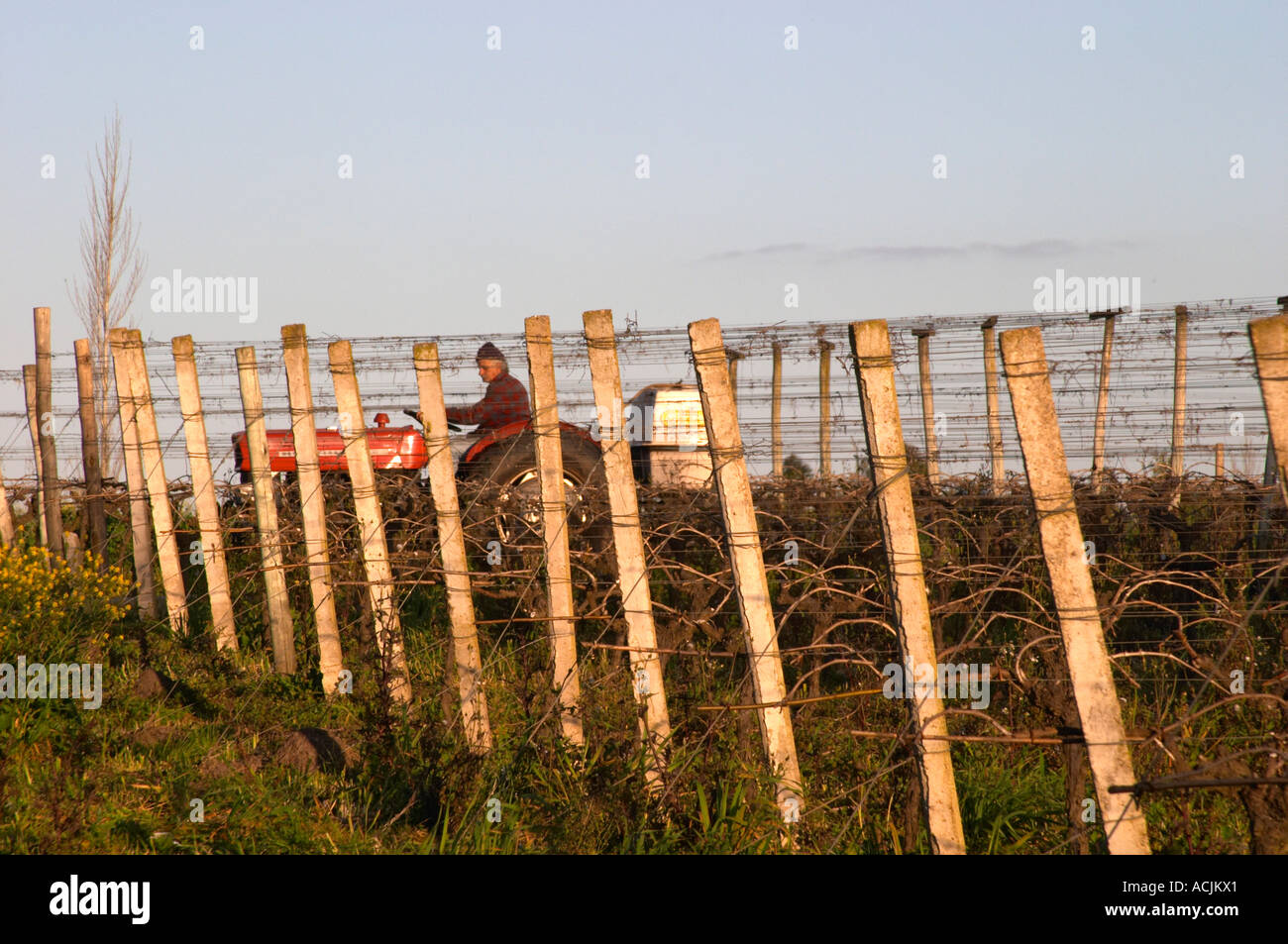 Ein Weinberg Arbeiter auf einem Traktor die Reben zu behandeln. Bodega Carlos Pizzorno Winery, Canelon Chico, Canelones, Uruguay, Südamerika Stockfoto
