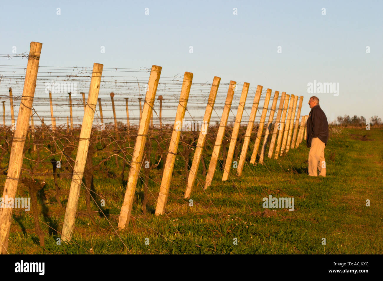 Ein Mann steht im Weinberg Suche entlang der Reihen der Weinstöcke mit unterstützenden Holzstangen und Metalldrähten bilden ein Muster, bei Sonnenuntergang. Bodega Carlos Pizzorno Winery, Canelon Chico, Canelones, Uruguay, Südamerika Stockfoto