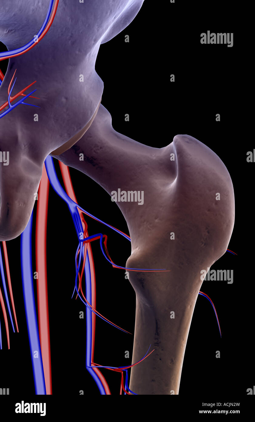 Das Blut-Versorgungsmaterial von der Hüfte Stockfoto