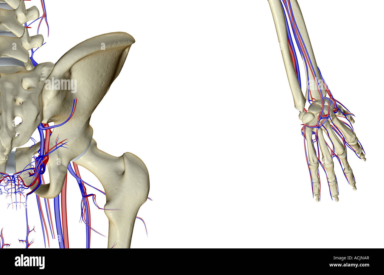 Das Blut-Versorgungsmaterial von der Hüfte Stockfoto