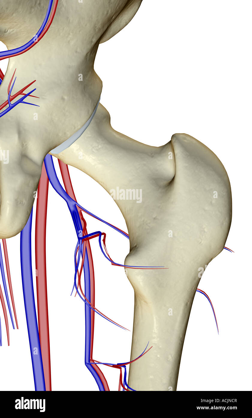 Das Blut-Versorgungsmaterial von der Hüfte Stockfoto