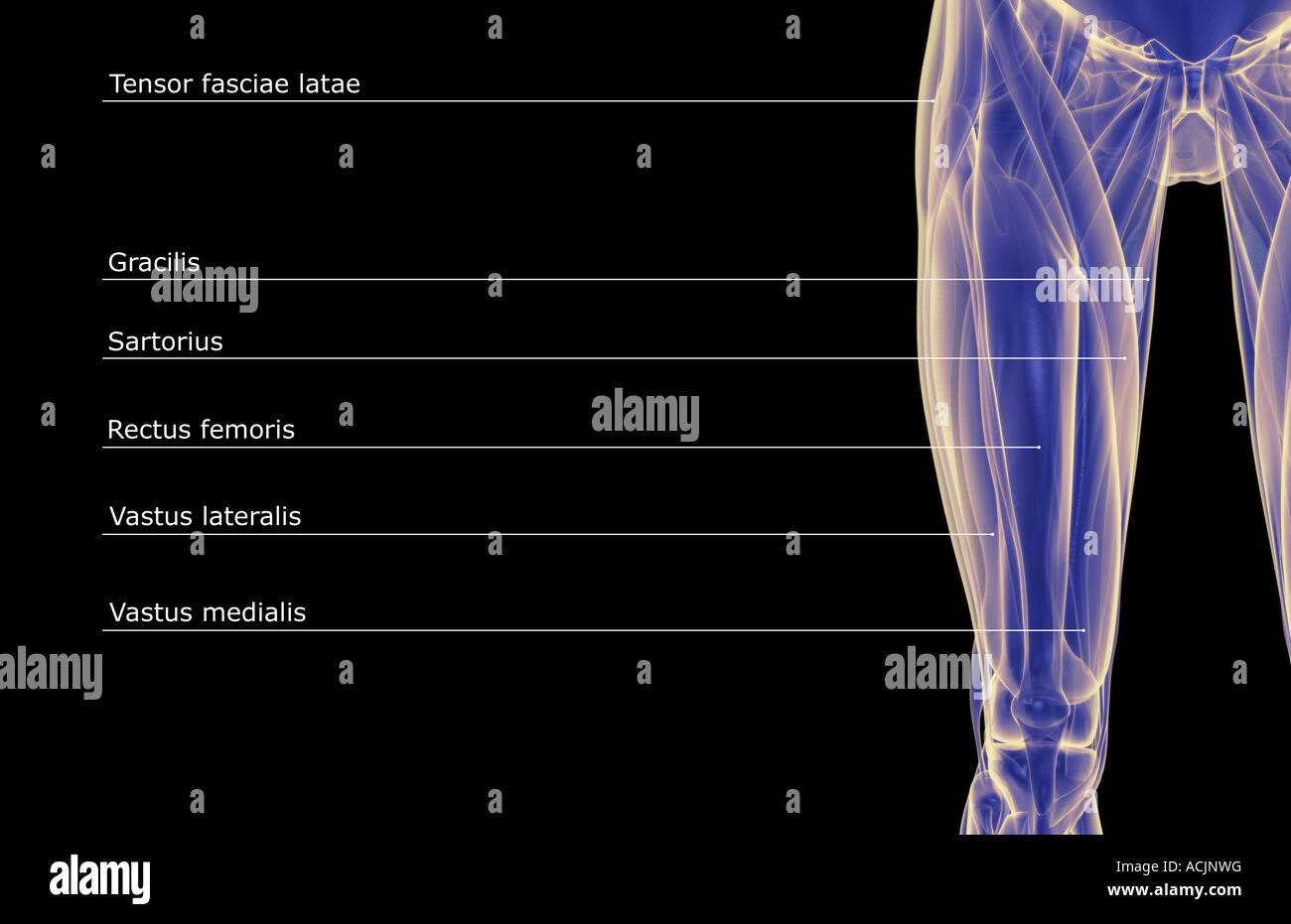 Die Muskeln des Oberschenkels Stockfoto