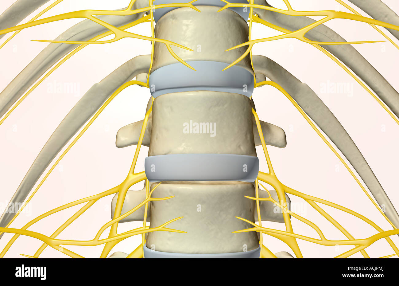 Die lumbalen Nerven Stockfoto