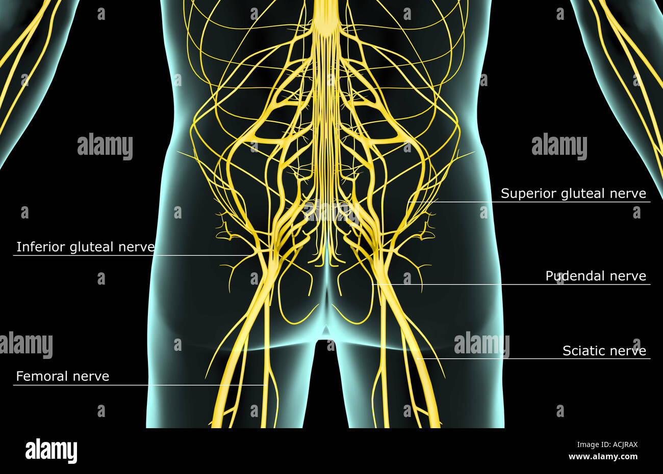 Die Nerven der unteren Körperhälfte Stockfoto