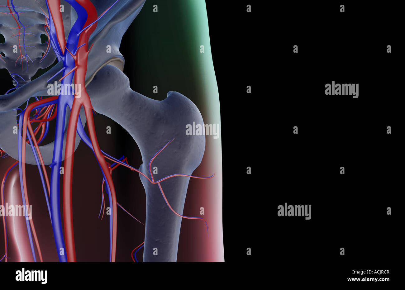 Das Blut-Versorgungsmaterial von der Hüfte Stockfoto