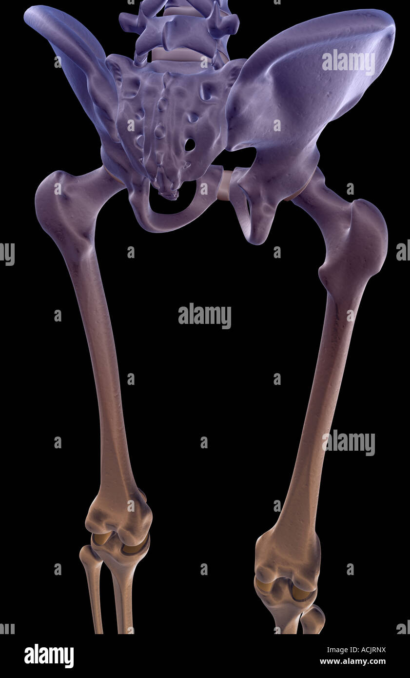 Knochen Der Unteren Extremitäten Die Knochen der unteren Extremität Stockfotografie - Alamy
