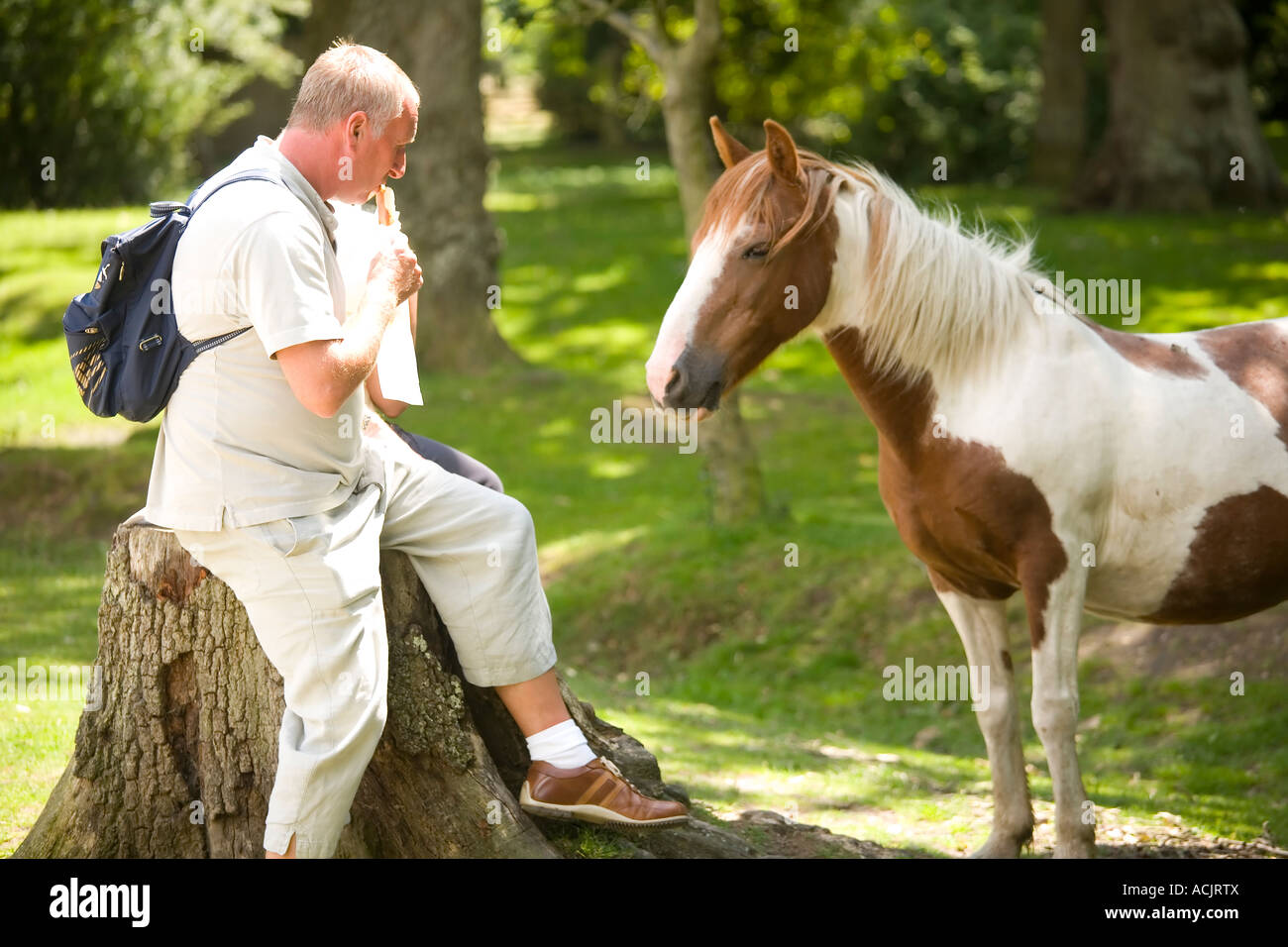 Ein New Forest Pony untersucht ein Tourist Mittagessen Balmer Rasen Brockenhurst New Forest Stockfoto