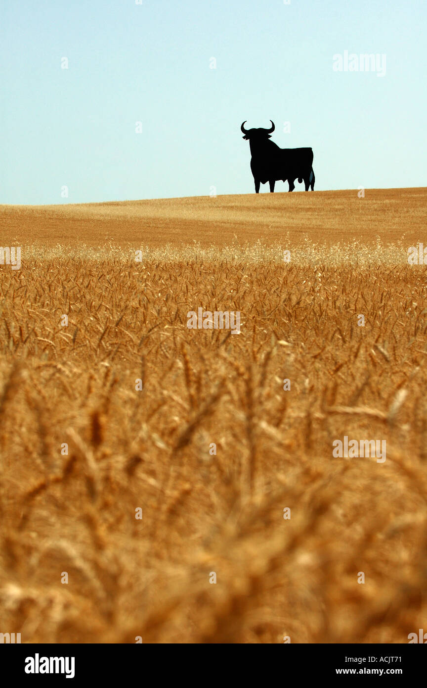 Bull von Spanien Stockfoto