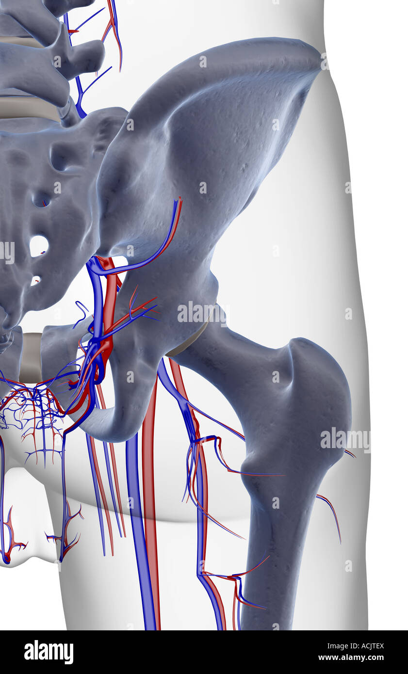 Das Blut-Versorgungsmaterial von der Hüfte Stockfoto