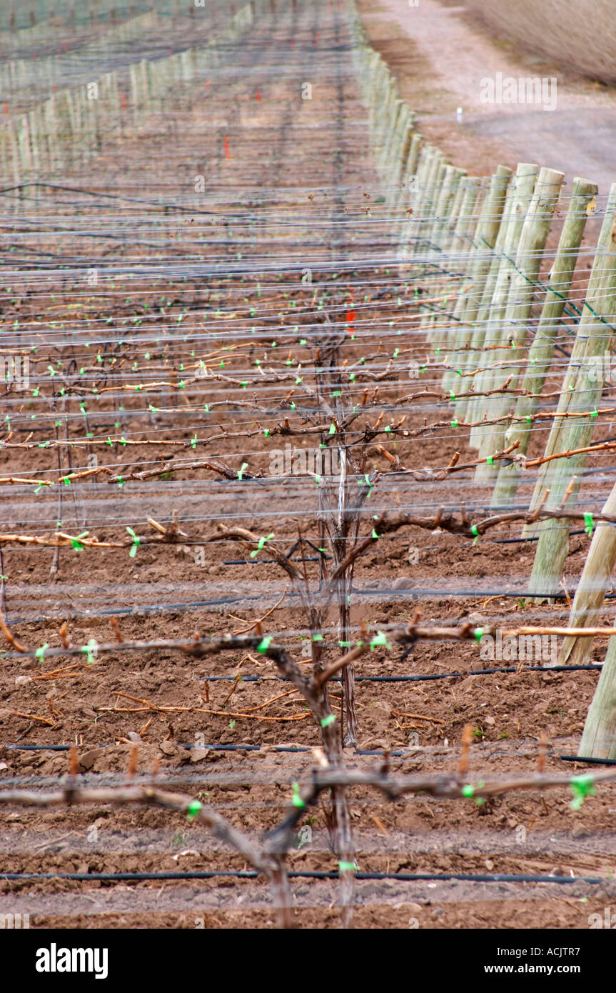 Blick über die Weinberge mit Reben in Cordon Royat und Metall unterstützt Drähte ausgebildet. Bodega Familia Schroeder Weingut, auch genannt Saurus, Neuquen, Patagonien, Argentinien, Südamerika Stockfoto