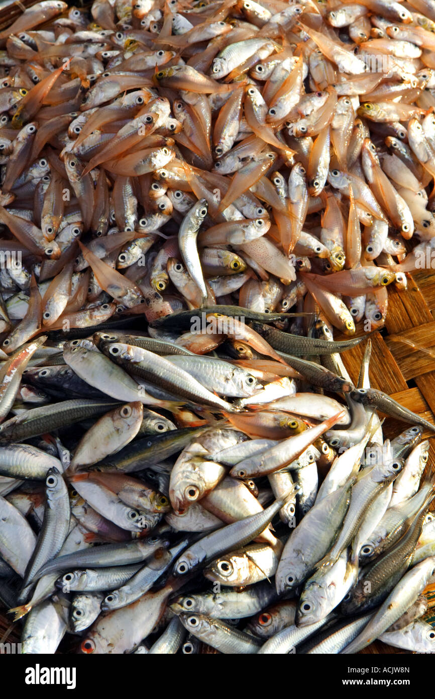 Körbe voller Fische auf dem Markt von Nha Trang, Vietnam Stockfoto
