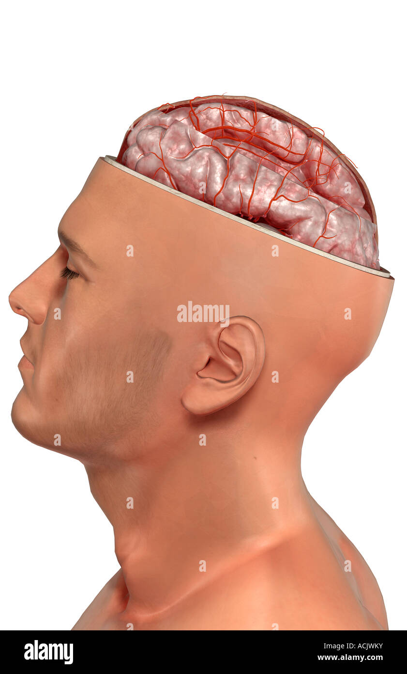 Die Arterien des Gehirns Stockfoto