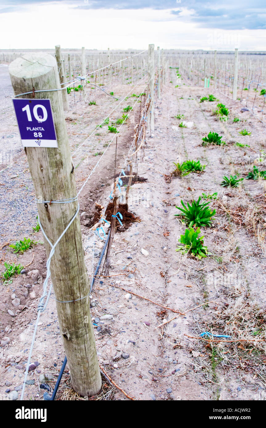 Blick auf den Weinberg, sandigen Boden und junge Reben, Tropfbewässerung. Bodega NQN Bodega Vinedos De La Patagonia, Neuquen, Patagonien, Argentinien, Südamerika Stockfoto