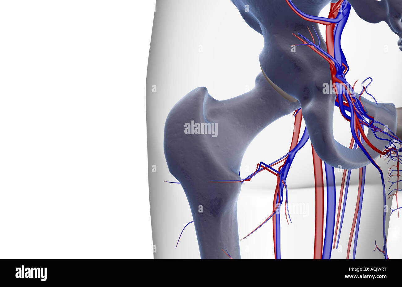 Das Blut-Versorgungsmaterial von der Hüfte Stockfoto