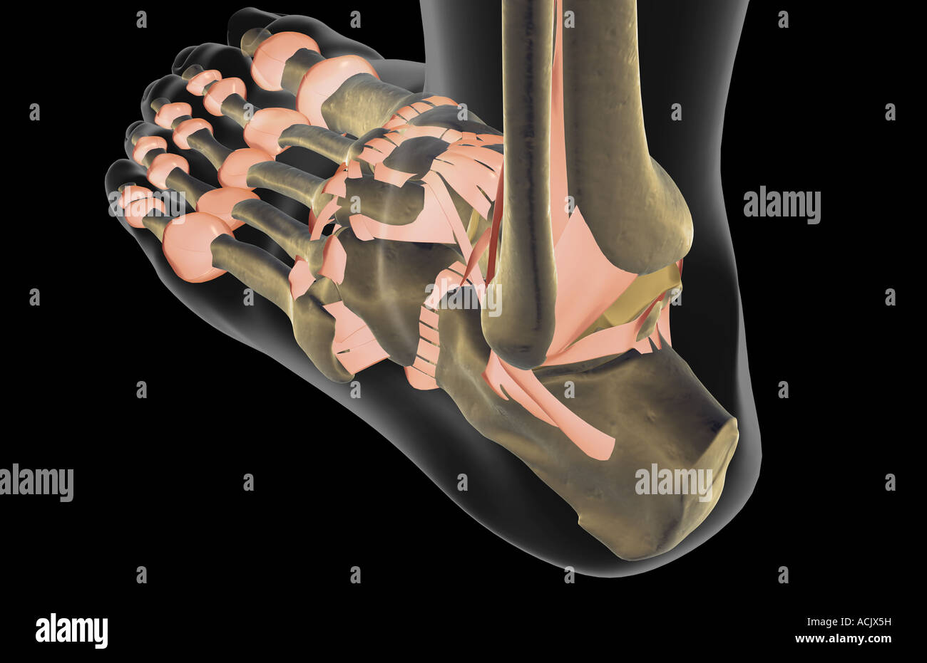 Ligaments Human Foot Illustration Stockfotos & Ligaments Human Foot ...