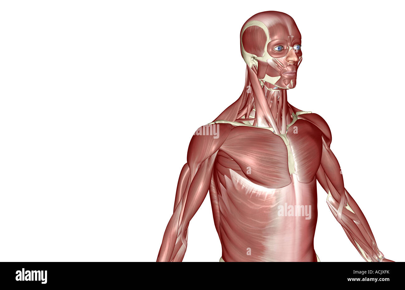 Die Muskeln des Oberkörpers Stockfoto