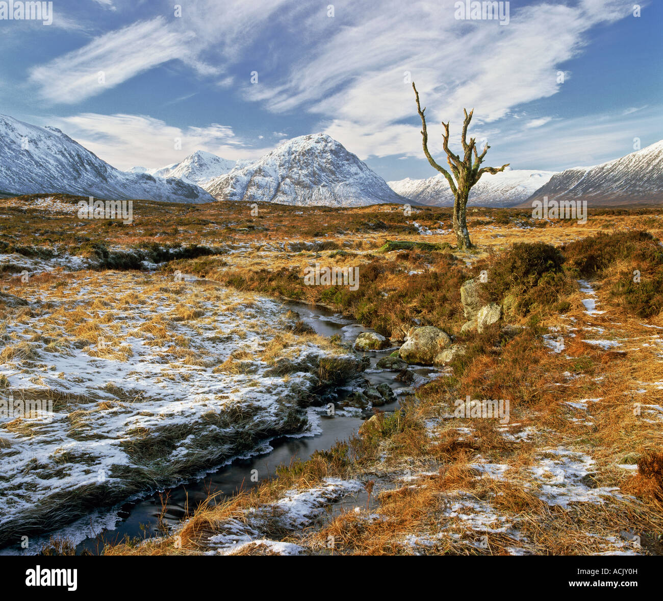 Ein einsamer toter Baum auf Schnee bestäubt Rannoch Moor, Glencoe, Scotland, unterstützt von Schnee bedeckt Buchaille Etive Mor Stockfoto