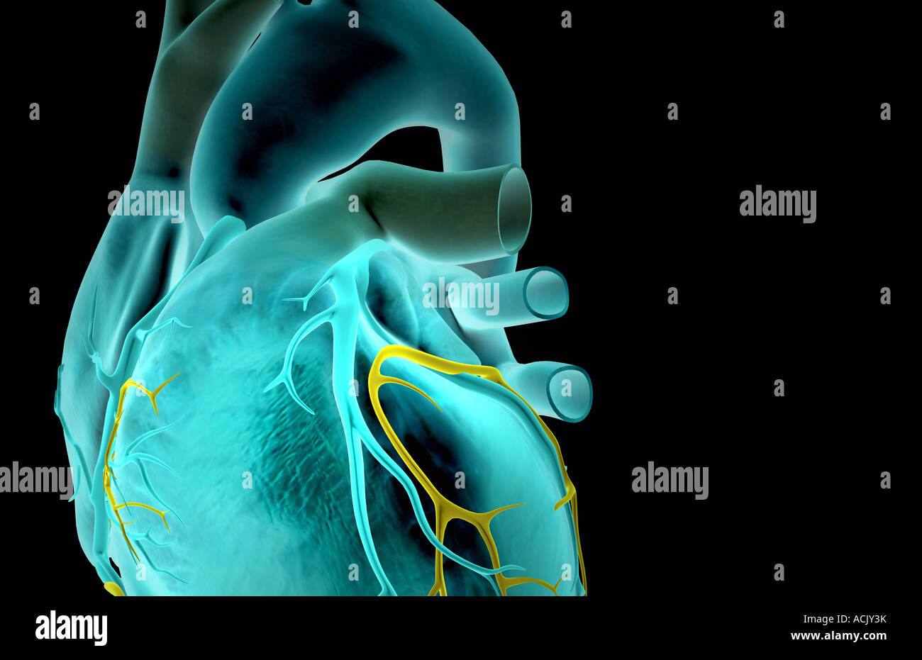 Die Herzkranzgefäße des Herzens Stockfoto
