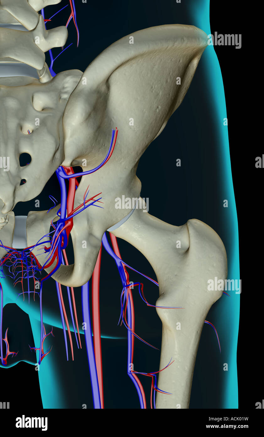Das Blut-Versorgungsmaterial von der Hüfte Stockfoto