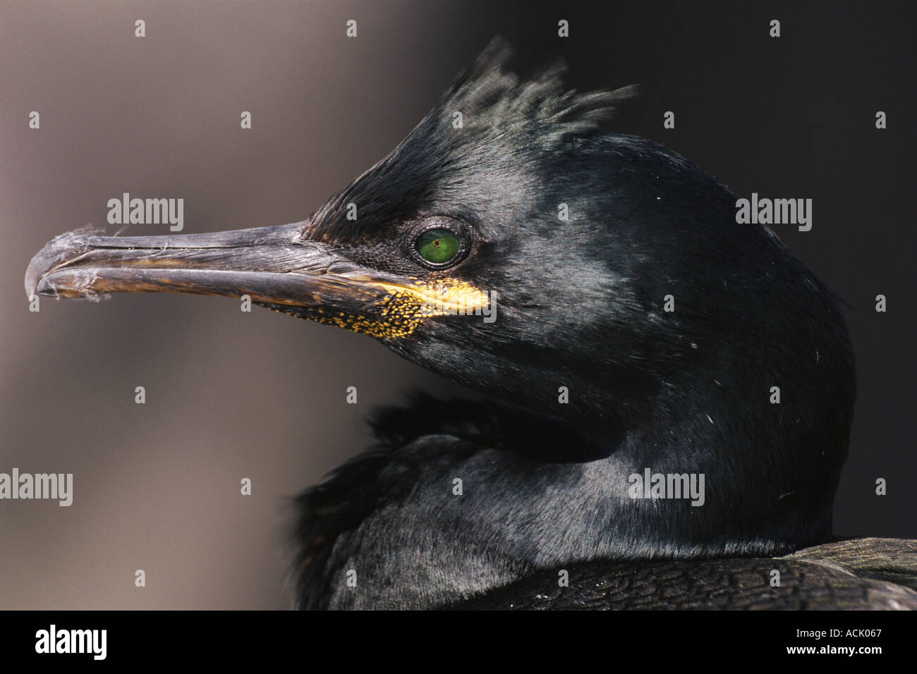 Shag Phalacrocorax Aristotelis Farne ist UK Northumberland Stockfoto