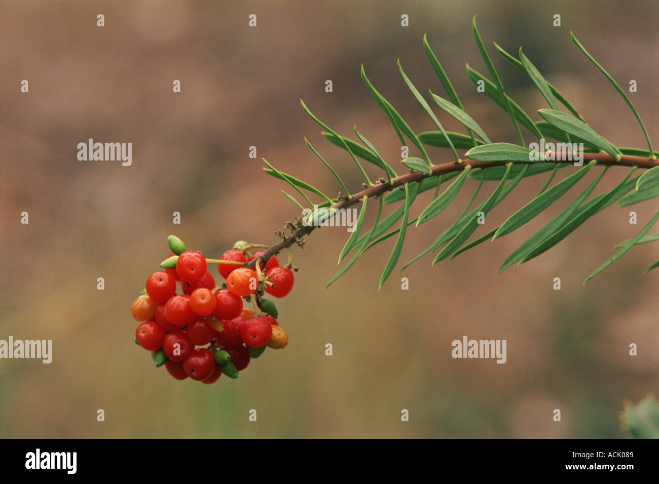 Mediterrane Blattrand mit Früchten Daphne Gnidium x Alicante Spanien Stockfoto